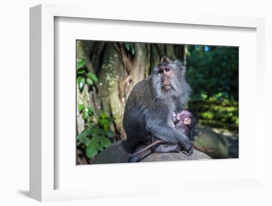 Crab-Eating Macaque (Macaca Fascicularis) Mother with Baby, Monkey Forest, Ubud, Bali, Indonesia-Michael Runkel-Framed Photographic Print