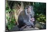 Crab-Eating Macaque (Macaca Fascicularis) Mother with Baby, Monkey Forest, Ubud, Bali, Indonesia-Michael Runkel-Mounted Photographic Print
