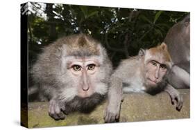 Crab-Eating Macaque or Long-Tailed Macaque (Macaca Fascicularis), Bali, Indonesia-Reinhard Dirscherl-Stretched Canvas