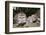 Crab-Eating Macaque or Long-Tailed Macaque (Macaca Fascicularis), Bali, Indonesia-Reinhard Dirscherl-Framed Photographic Print