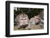 Crab-Eating Macaque or Long-Tailed Macaque (Macaca Fascicularis), Bali, Indonesia-Reinhard Dirscherl-Framed Photographic Print