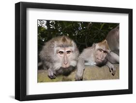 Crab-Eating Macaque or Long-Tailed Macaque (Macaca Fascicularis), Bali, Indonesia-Reinhard Dirscherl-Framed Photographic Print