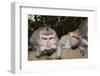 Crab-Eating Macaque or Long-Tailed Macaque (Macaca Fascicularis), Bali, Indonesia-Reinhard Dirscherl-Framed Photographic Print
