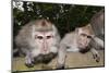 Crab-Eating Macaque or Long-Tailed Macaque (Macaca Fascicularis), Bali, Indonesia-Reinhard Dirscherl-Mounted Photographic Print