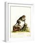 Crab-Eating Macaque-null-Framed Giclee Print