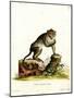 Crab-Eating Macaque-null-Mounted Giclee Print