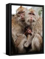 Crab-Eating Macaques Huddle Together to Fend Off Cold Front Lingering over Taiwan as a Young Feeds-null-Framed Stretched Canvas