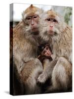 Crab-Eating Macaques Huddle Together to Fend Off Cold Front Lingering over Taiwan as a Young Feeds-null-Stretched Canvas