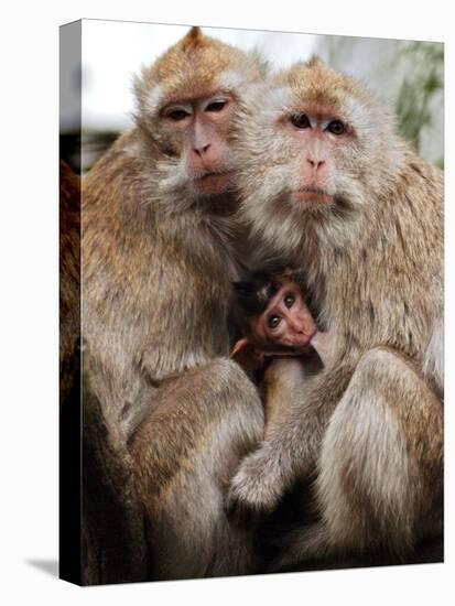 Crab-Eating Macaques Huddle Together to Fend Off Cold Front Lingering over Taiwan as a Young Feeds-null-Stretched Canvas