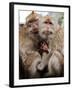 Crab-Eating Macaques Huddle Together to Fend Off Cold Front Lingering over Taiwan as a Young Feeds-null-Framed Photographic Print