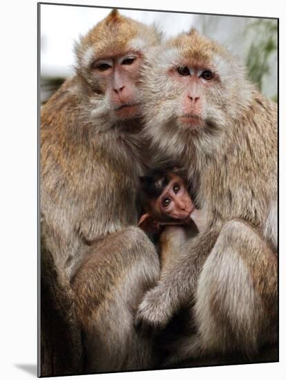 Crab-Eating Macaques Huddle Together to Fend Off Cold Front Lingering over Taiwan as a Young Feeds-null-Mounted Photographic Print