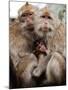 Crab-Eating Macaques Huddle Together to Fend Off Cold Front Lingering over Taiwan as a Young Feeds-null-Mounted Photographic Print