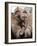 Crab-Eating Macaques Huddle Together to Fend Off Cold Front Lingering over Taiwan as a Young Feeds-null-Framed Photographic Print