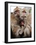 Crab-Eating Macaques Huddle Together to Fend Off Cold Front Lingering over Taiwan as a Young Feeds-null-Framed Photographic Print