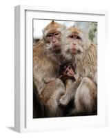 Crab-Eating Macaques Huddle Together to Fend Off Cold Front Lingering over Taiwan as a Young Feeds-null-Framed Photographic Print