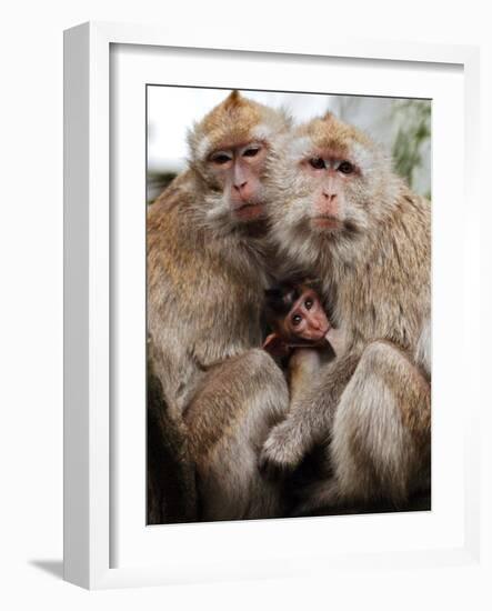 Crab-Eating Macaques Huddle Together to Fend Off Cold Front Lingering over Taiwan as a Young Feeds-null-Framed Photographic Print