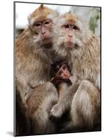 Crab-Eating Macaques Huddle Together to Fend Off Cold Front Lingering over Taiwan as a Young Feeds-null-Mounted Photographic Print