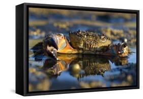 Crab (Eriphia Verrucosa) in Shallow Water, Alentejo, Portugal-Quinta-Framed Stretched Canvas