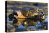 Crab (Eriphia Verrucosa) in Shallow Water, Alentejo, Portugal-Quinta-Stretched Canvas