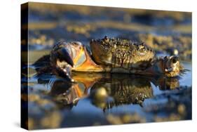 Crab (Eriphia Verrucosa) in Shallow Water, Alentejo, Portugal-Quinta-Stretched Canvas