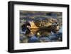 Crab (Eriphia Verrucosa) in Shallow Water, Alentejo, Portugal-Quinta-Framed Photographic Print