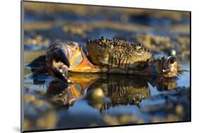 Crab (Eriphia Verrucosa) in Shallow Water, Alentejo, Portugal-Quinta-Mounted Photographic Print