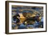 Crab (Eriphia Verrucosa) in Shallow Water, Alentejo, Portugal-Quinta-Framed Photographic Print