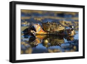 Crab (Eriphia Verrucosa) in Shallow Water, Alentejo, Portugal-Quinta-Framed Photographic Print