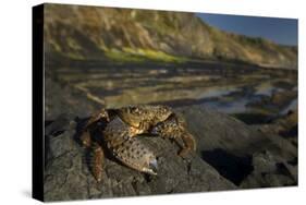 Crab (Eriphia Verrucosa) on Rock, Natural Park of Alentejano and Costa Vicentina, Portugal-Quinta-Stretched Canvas