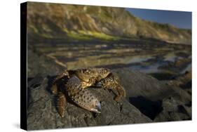 Crab (Eriphia Verrucosa) on Rock, Natural Park of Alentejano and Costa Vicentina, Portugal-Quinta-Stretched Canvas