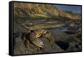 Crab (Eriphia Verrucosa) on Rock, Natural Park of Alentejano and Costa Vicentina, Portugal-Quinta-Framed Stretched Canvas