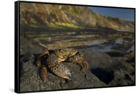 Crab (Eriphia Verrucosa) on Rock, Natural Park of Alentejano and Costa Vicentina, Portugal-Quinta-Framed Stretched Canvas