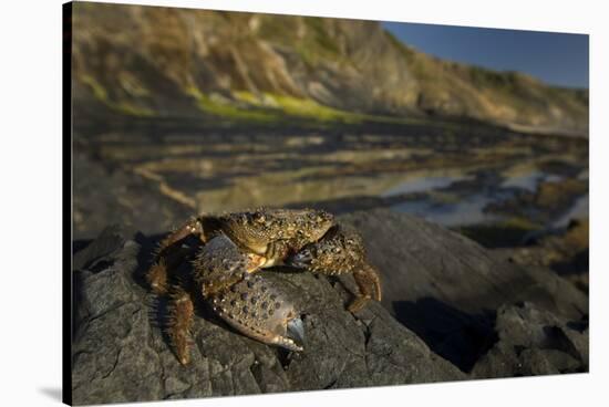 Crab (Eriphia Verrucosa) on Rock, Natural Park of Alentejano and Costa Vicentina, Portugal-Quinta-Stretched Canvas