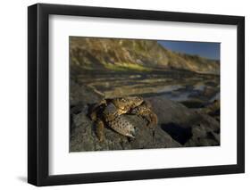 Crab (Eriphia Verrucosa) on Rock, Natural Park of Alentejano and Costa Vicentina, Portugal-Quinta-Framed Photographic Print