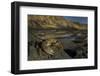 Crab (Eriphia Verrucosa) on Rock, Natural Park of Alentejano and Costa Vicentina, Portugal-Quinta-Framed Photographic Print