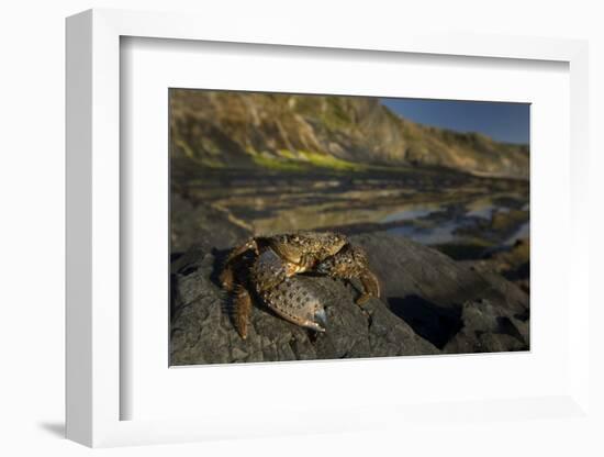 Crab (Eriphia Verrucosa) on Rock, Natural Park of Alentejano and Costa Vicentina, Portugal-Quinta-Framed Photographic Print