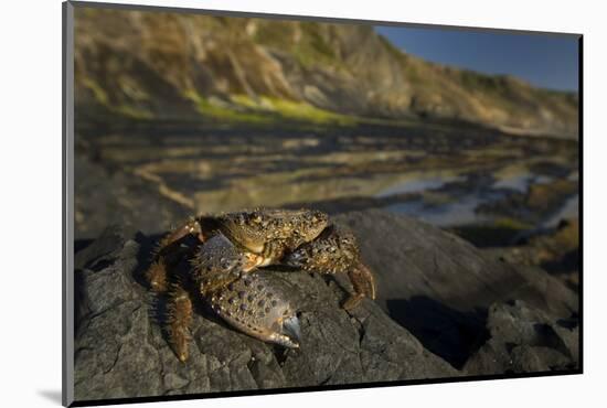 Crab (Eriphia Verrucosa) on Rock, Natural Park of Alentejano and Costa Vicentina, Portugal-Quinta-Mounted Photographic Print