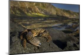 Crab (Eriphia Verrucosa) on Rock, Natural Park of Alentejano and Costa Vicentina, Portugal-Quinta-Mounted Photographic Print