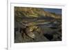 Crab (Eriphia Verrucosa) on Rock, Natural Park of Alentejano and Costa Vicentina, Portugal-Quinta-Framed Photographic Print