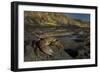 Crab (Eriphia Verrucosa) on Rock, Natural Park of Alentejano and Costa Vicentina, Portugal-Quinta-Framed Photographic Print