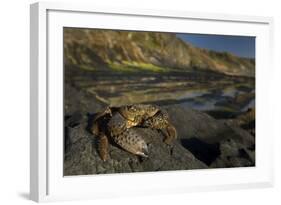 Crab (Eriphia Verrucosa) on Rock, Natural Park of Alentejano and Costa Vicentina, Portugal-Quinta-Framed Photographic Print