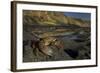 Crab (Eriphia Verrucosa) on Rock, Natural Park of Alentejano and Costa Vicentina, Portugal-Quinta-Framed Photographic Print