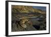 Crab (Eriphia Verrucosa) on Rock, Natural Park of Alentejano and Costa Vicentina, Portugal-Quinta-Framed Photographic Print