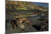 Crab (Eriphia Verrucosa) on Rock, Natural Park of Alentejano and Costa Vicentina, Portugal-Quinta-Mounted Photographic Print