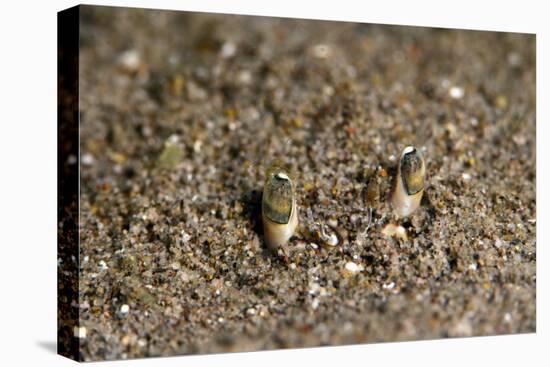 Crab Eyes, Dominica, West Indies, Caribbean, Central America-Lisa Collins-Stretched Canvas