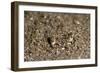 Crab Eyes, Dominica, West Indies, Caribbean, Central America-Lisa Collins-Framed Photographic Print