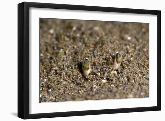 Crab Eyes, Dominica, West Indies, Caribbean, Central America-Lisa Collins-Framed Photographic Print