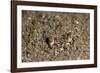 Crab Eyes, Dominica, West Indies, Caribbean, Central America-Lisa Collins-Framed Photographic Print