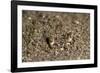 Crab Eyes, Dominica, West Indies, Caribbean, Central America-Lisa Collins-Framed Photographic Print