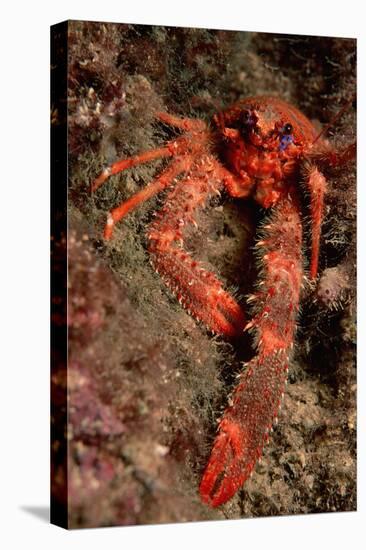 Crab (Galathea Strigosa).-Reinhard Dirscherl-Stretched Canvas